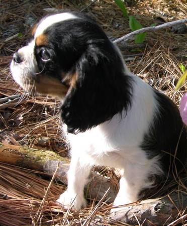 King Acura on Piperbasenji Blogspot Comcavalier King Charles Spaniels