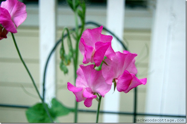 pinksweetpea