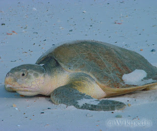 Penyu Kemp’s ridley (Kemp's ridley sea turtle)