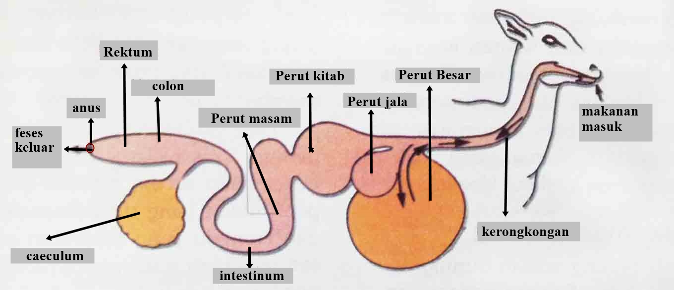 Domba kelas mamalia  