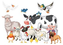 6 Types of Farm Animals and Its Characteristic