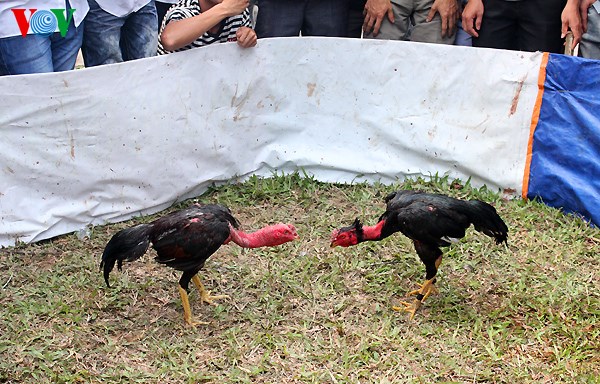 Ayam Vietnam, Ayam Saigon, Sabung Ayam, Adu Ayam, Laga Ayam, Ayam Aduan, 