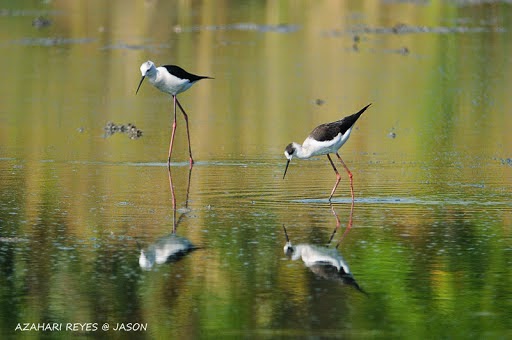 Birding at Likas area