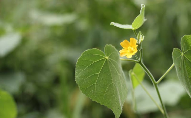 Indian Mallow Flowers