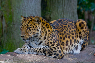 Foto Macan Tutul Amur (Panthera Pardus Orientalis)