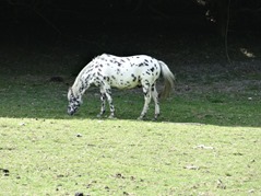 201506.21-059 apaloosa