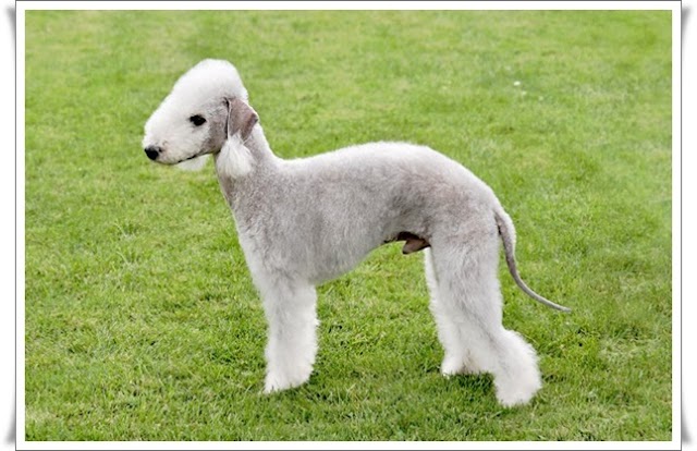 Bedlington Terrier 