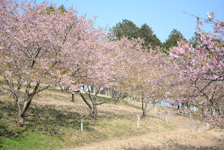 茨城県フラワーパーク河津桜