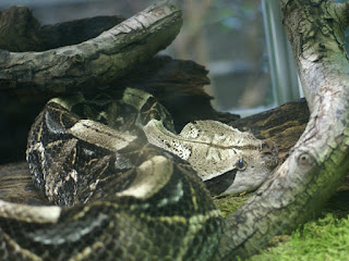 Vipère du Gabon de l'Ouest - Bitis rhinoceros - Bitis gabonica rhinoceros 