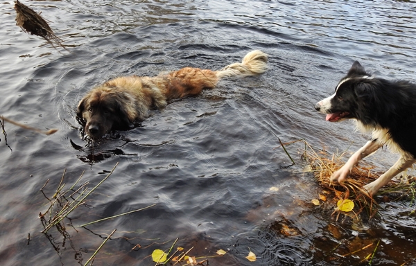 leik på jordet border collie