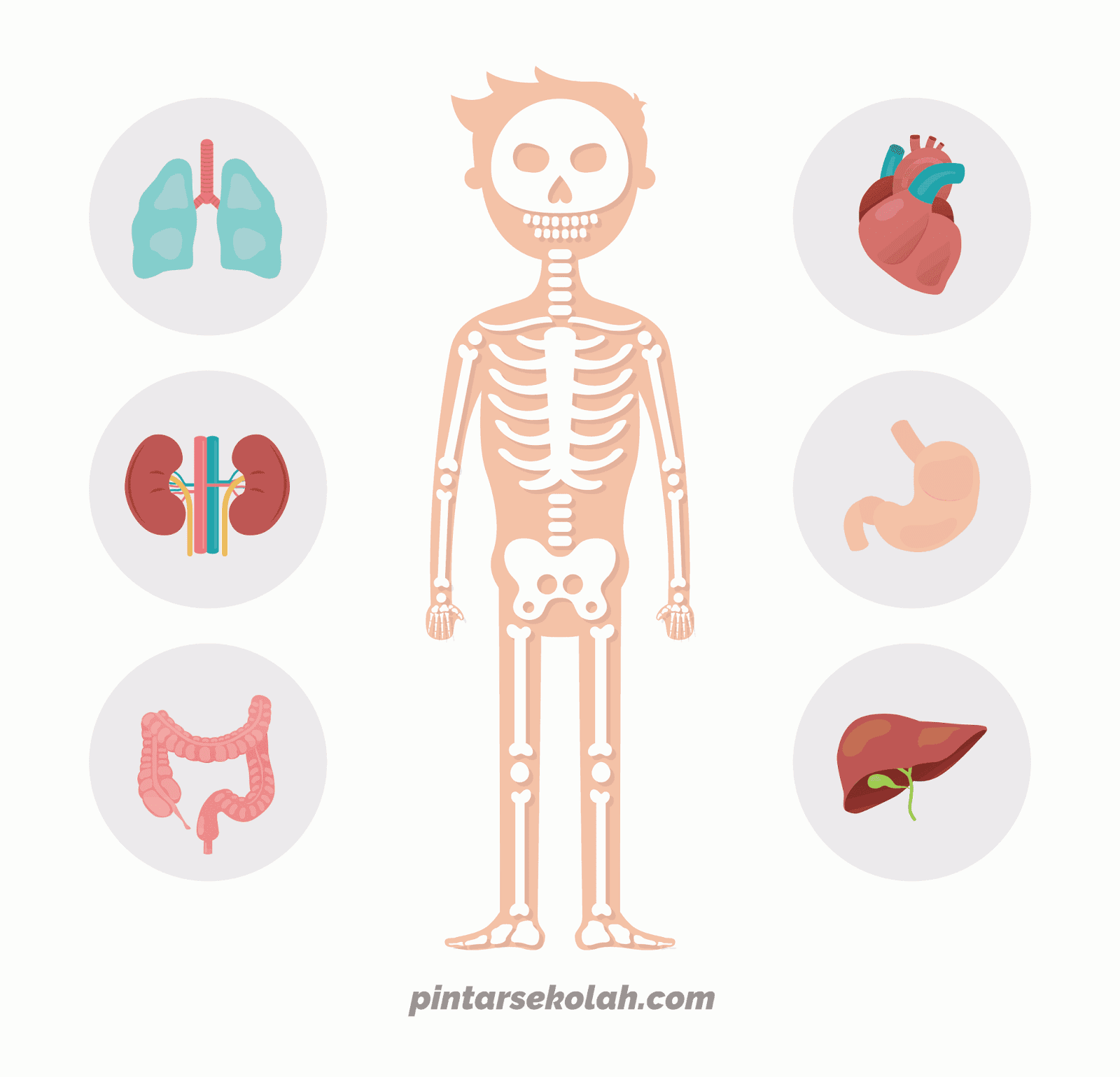 Nama anggota badan dalam bahasa inggris lengkap pintarbaca png 1600x1539 Vocabulary gambar anggota tubuh bahasa