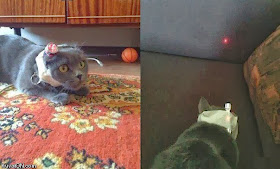 Funny cats - part 83 (40 pics + 10 gifs), cat pics, cat with laser pointer on his head