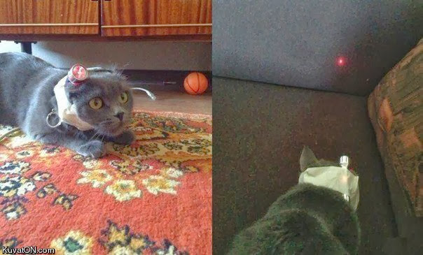 Funny cats - part 83 (40 pics + 10 gifs), cat pics, cat with laser pointer on his head