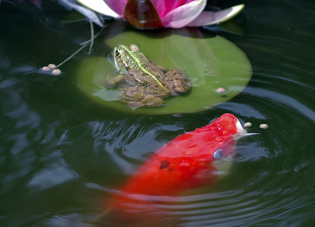 Miniteich im Mörtelkübel mit Frosch und Koi