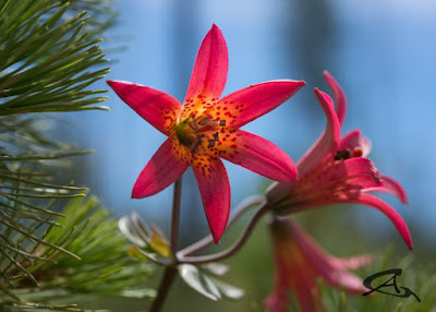 Лилия Боландера (Lilium bolanderi)