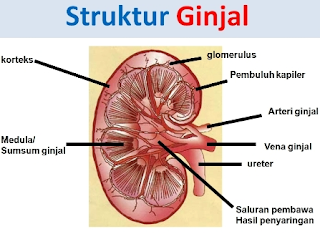 http://resepabu.blogspot.com/2017/05/cara-membersihkan-ginjal-yang-kotor.html