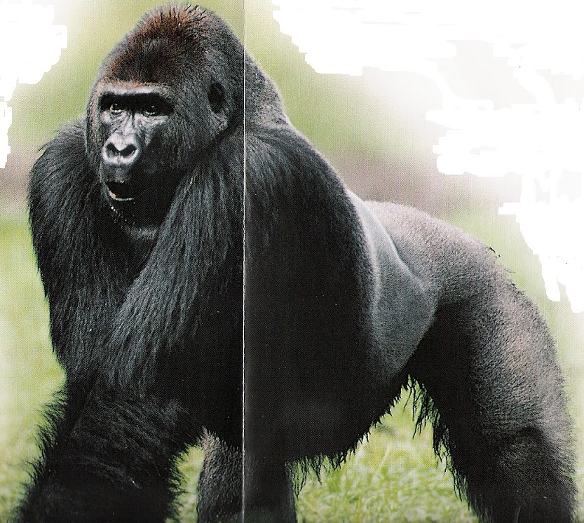 Zool gico Virtual do Koba Gorila 