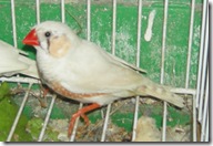 DSCN6194