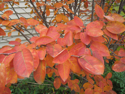 Autumn Brilliance Serviceberry3