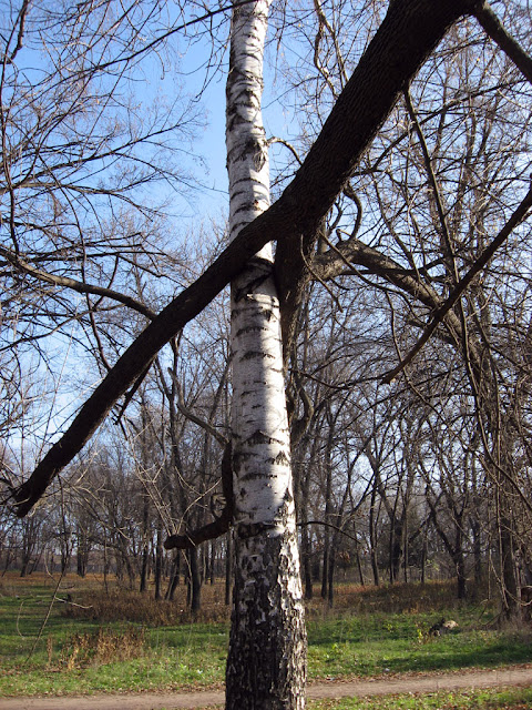 birch tree