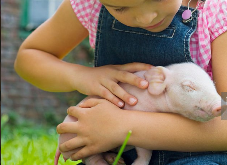 a girl and her pet pig