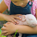 Can You Own a Pet Pig in Rhode Island?