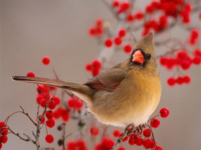 Winter Bird Photos