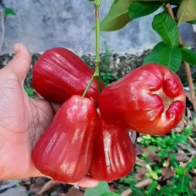 Cara Menanam Jambu Air Di Pot