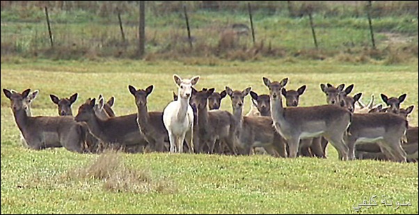 Death to half deer British