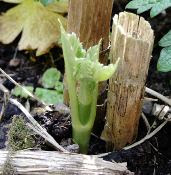 new dahlia shoot in garden is now peeping through