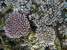 snorkeling Pulau Tioman, Malaysia