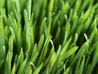 Vista Grass
