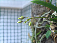 Tolumnia triquetra, detail of new buds growing