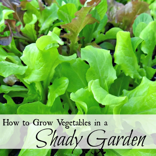 Looseleaf lettuce is one of the vegetables that will grow well in shady conditions.