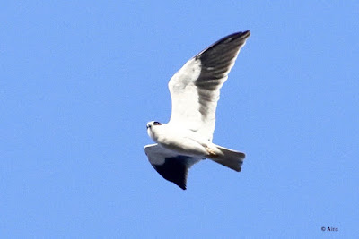 Black-winged Kite