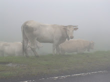 Cows in the Mist