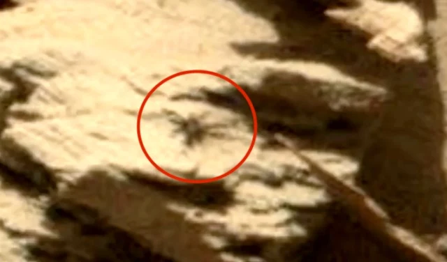 Spiders on Mars? (1)