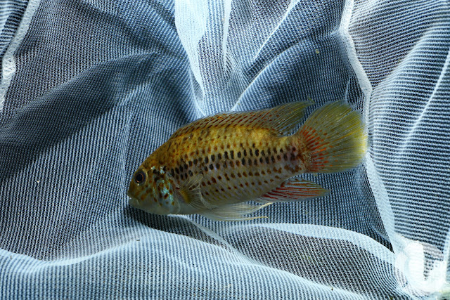 Apistogramma sp. D18 (A. cf. alacrina)