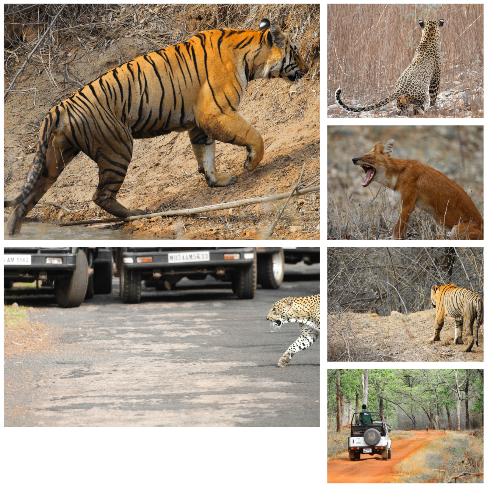 A luxury wildlife holiday - Bamboo Forest Safari Lodge - Tadoba Tiger Reserve