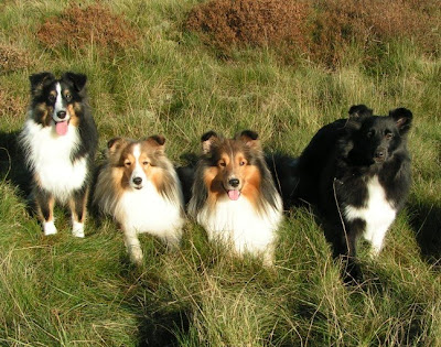 Popular Dogs of Shetland Sheepdog