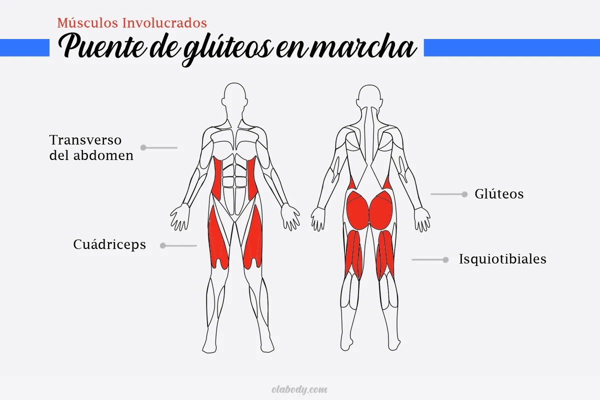 Músculos Involucrados Puente de Glúteo en Marcha