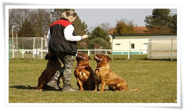 leash training a dog that pulls