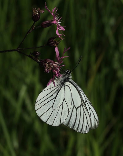 Aporia crataegi, Baumweißling