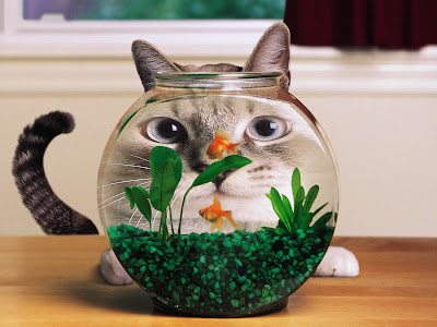 Funny Cat and Fish Standard Resolution HD Wallpaper