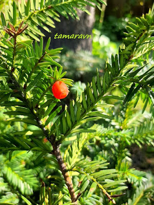 Тис остроконечный (Taxus cuspidata)