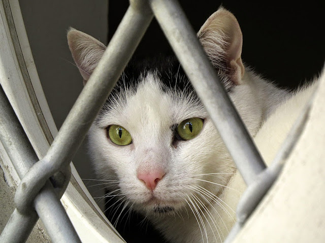 Gatto, Via degli Archi, Livorno