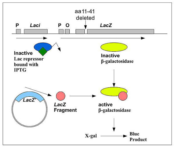 Imagen 249A | Una representación esquemática del mecanismo molecular implicado en el cribado de células recombinantes | Dylan2106 / Public domain | Page URL : (https://commons.wikimedia.org/wiki/File:Blue_white_assay_Ecoli.jpg) from Wikimedia Commons