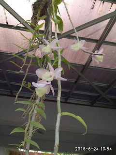 Tanaman Anggrek Dendrobium Aphyllum