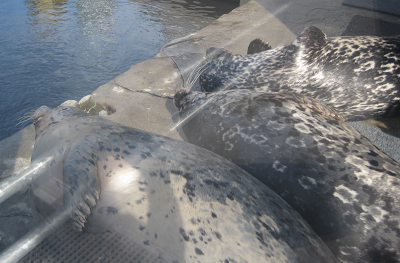 Basking harbor seals