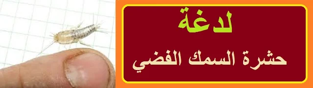 "لدغة حشرة السمك الفضي" "لدغة حشرة السمكة الفضية" "اضرار لدغة حشرة السمك الفضي" "هل حشرة السمكة الفضية سامة" "من أين تأتي حشرة السمكة الفضية" "حشرة السمك الفضي في المنزل" "معلومات عن حشرة السمكة الفضية" "حشرة رمادية في المنزل" "دورة حياة السمك الفضي" "قطعة حشرة السمك" "برغشة رمادية" "حشرة الورق"